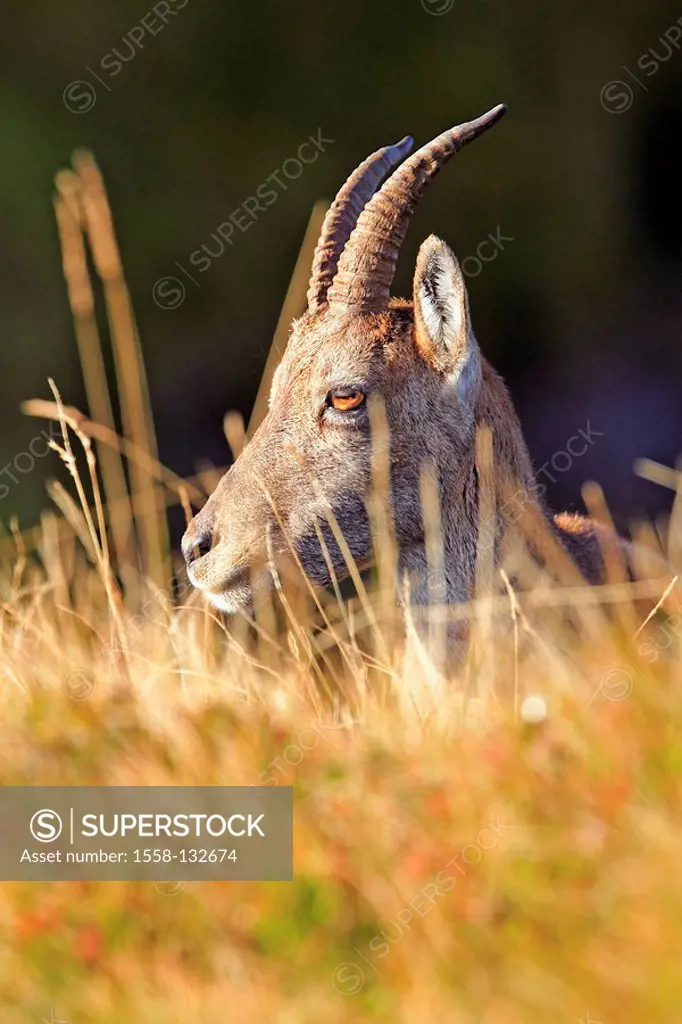 Mountains, Alpine Ibex, Capra ibex ibex, portrait, wildlife, Wildlife, animal, mammal, cloven hoofed animal, horn-bearers, ibex, Capra hircus ibex, ma...