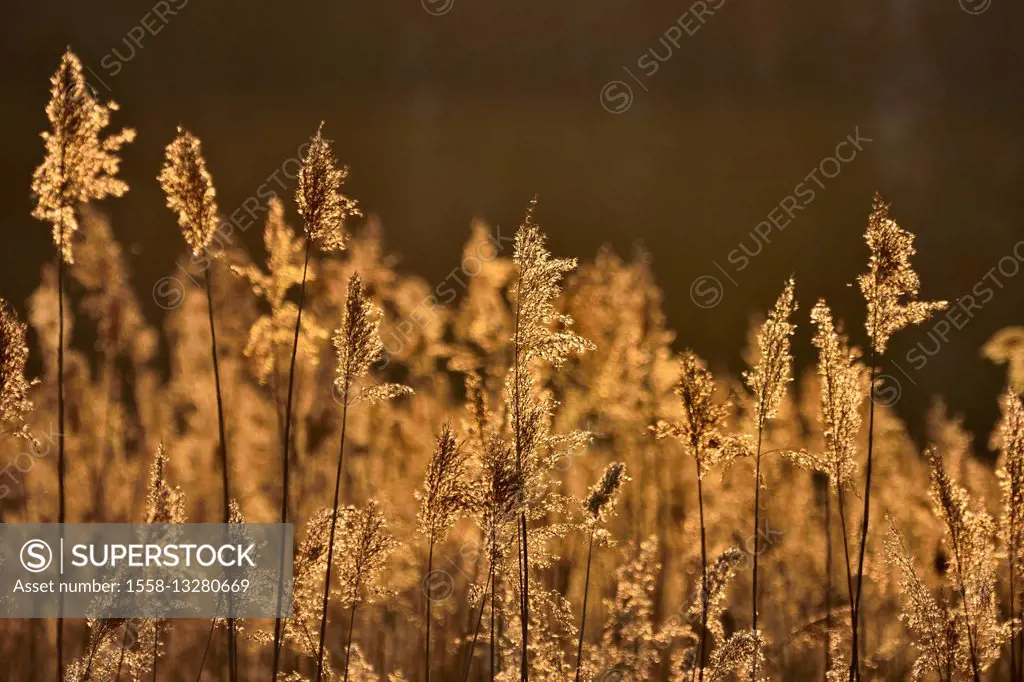 Reed in Early Spring, Grossheubach, Churfranken, Spessart, Bavaria, Germany