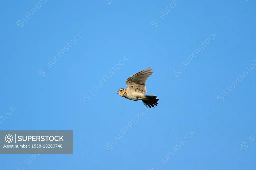 Skylark, Alauda arvensis, in flight, Tadten, Hans Burgenland, Austria