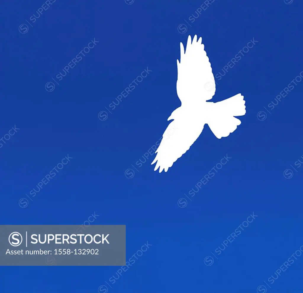 heaven, blue, silhouette, bird, flight, knows, animal, wings, extended, flies, glide, symbol, peaces, freedom, borderless, weightless, freedom-feeling...