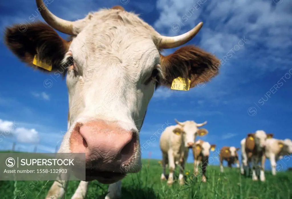 Pasture, cows, cow, watching, camera, portrait clouded sky meadow animals, mammals, useful-animals, cows, spotted cattle, cow, head, ears, earmarks, m...