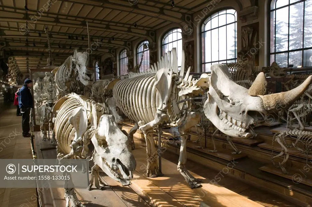 France, Paris, museum national d´Histoire temperaments, hall, visitors, animal-skeletons, views, no mr city capital Jardin of the Plantes exhibition, ...