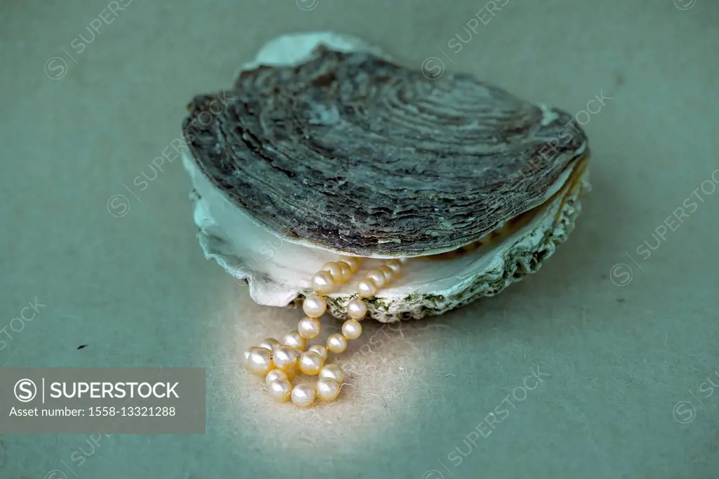 Oyster with pearl necklace