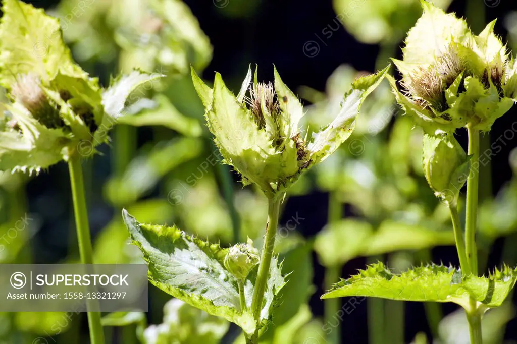 Blossoms of the cabbage thistle