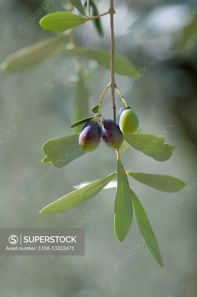 Olives on olive branches in sunlight