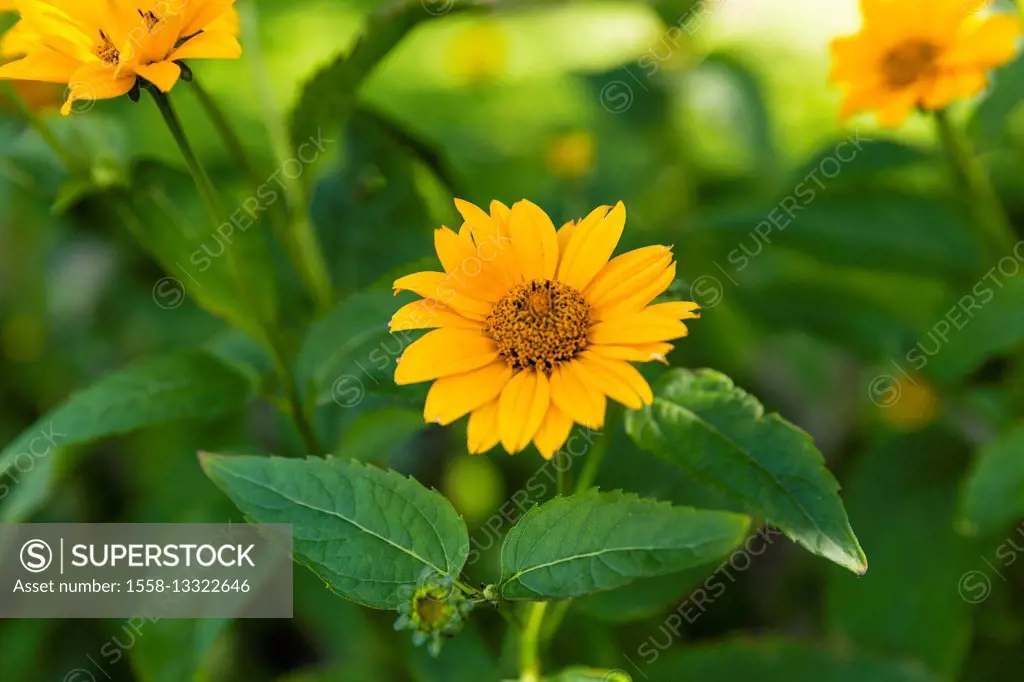 ten-petals sunflower, blossoming, yellow, Helianthus decapetalus