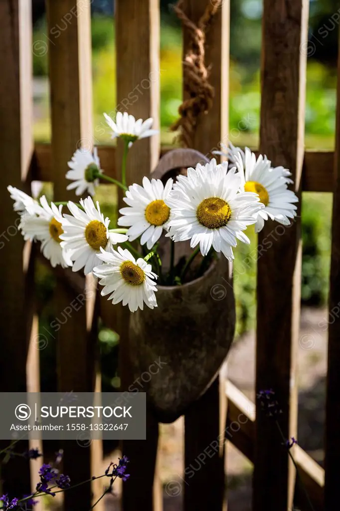 White marguerites, bouquet in the clog on the fence, Leucanthemum vulgare