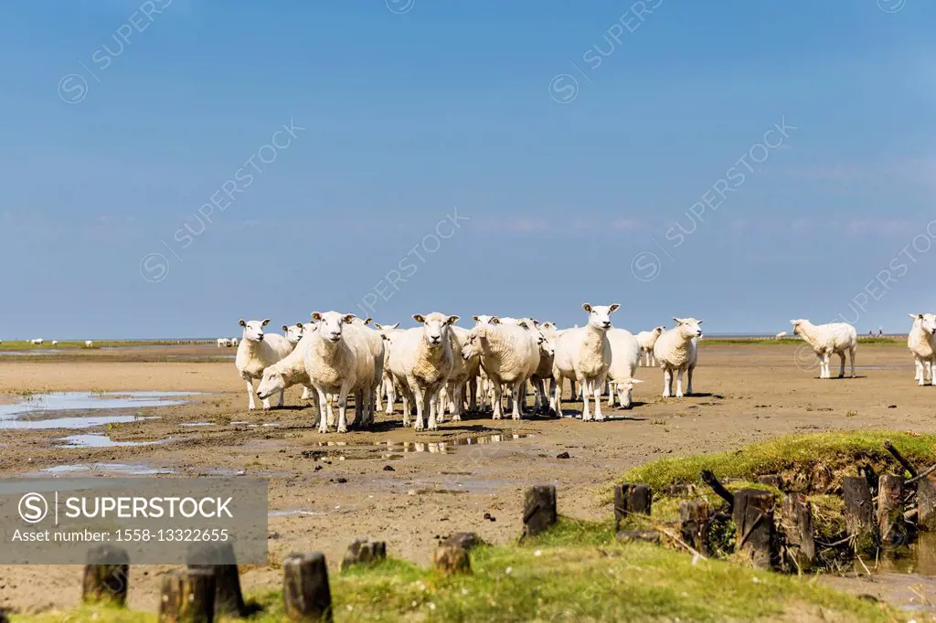Flock of sheep at coast of the Northern Sea,