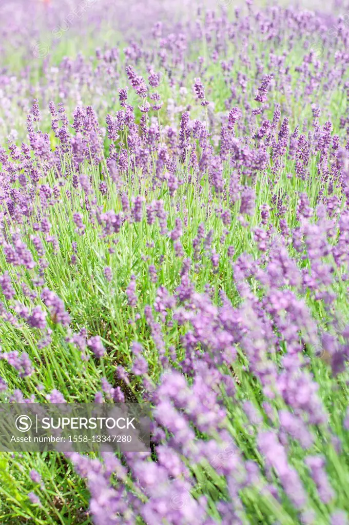 Lavender blossoms, Lavandula angustifolia, Syn. Lavandula officinalis,