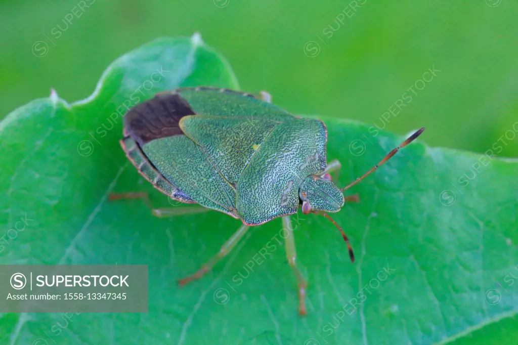green stink bug, Palomena prasina