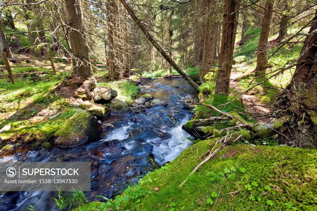 Brook in the mountain forest