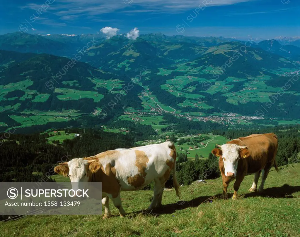 Austria, Tyrol, Brixental, Hohe Salve, mountain-meadow, cows, summer, North-Tyrol, mountains, meadow, cows, livestock-attitude, livestock-farming, liv...
