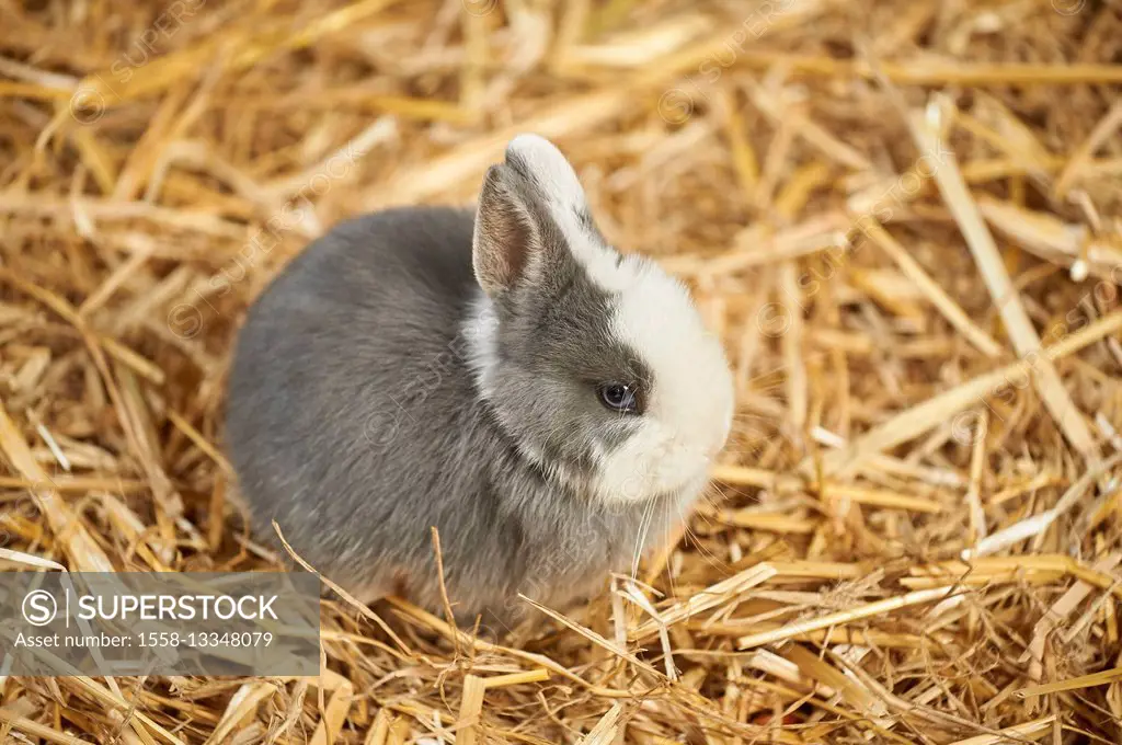 domestic rabbit, Oryctolagus cuniculus forma domestica, straw, at the side, is sitting