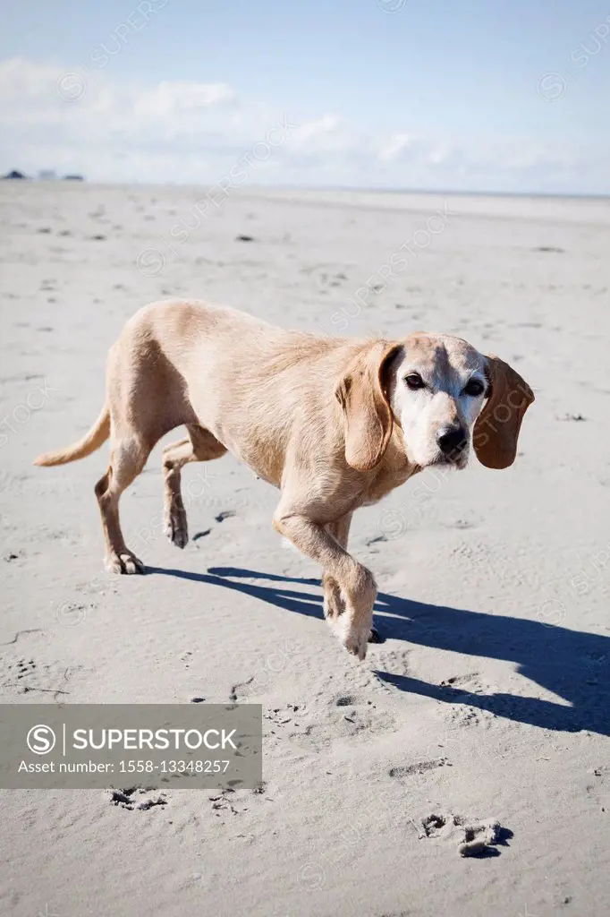 Dog is careful in front of camera on the beach
