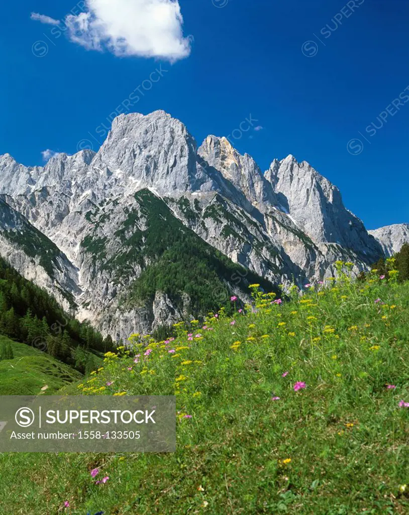 Germany, Berchtesgadener land, Bindalm, gaze, mill-fall-horns, Bavaria, mountains, mountain scenery, big and baby mill-fall-horn, green-dowel-listener...