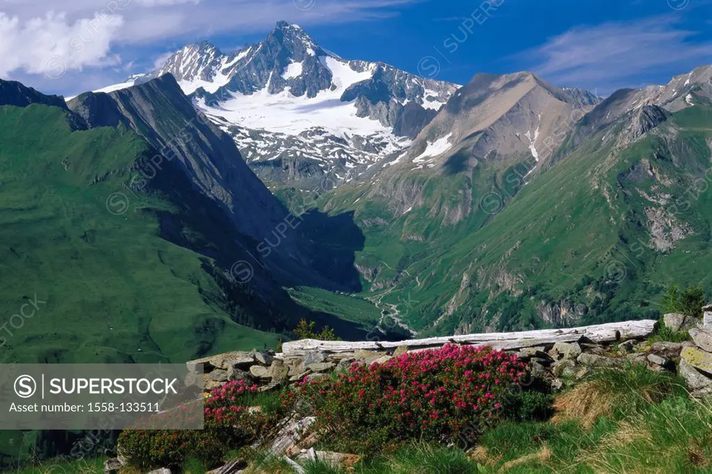 Austria, East-Tyrol, mountain-meadow, Großglockner, national-park Hohe Tauern, Glocknergruppe, summit, snow-covered, snow, mountains, timberline, vege...