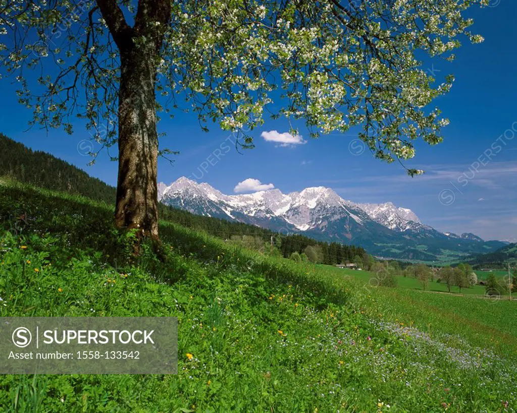 Austria, Tyrol, Söll, mountain scenery, meadow, fruit tree, blooming, North-Tyrol, Kaiser-mountains, Wilder Kaiser hillside meadow flowers plants, spr...