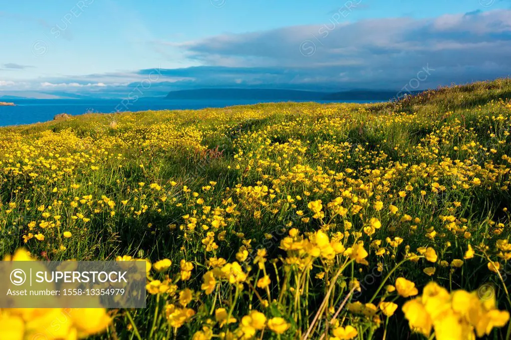 Iceland, Drangsnes, flower meadow
