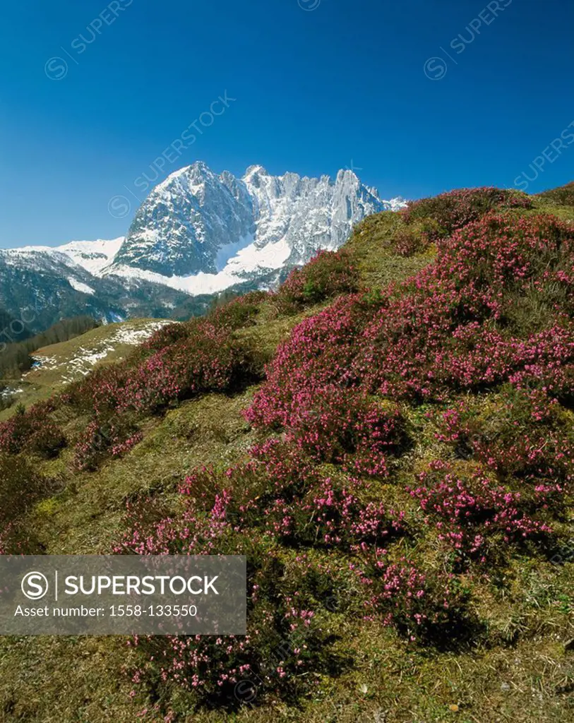 Austria, Tyrol, Kaiser-mountains, snow-heath, Erica Herbacea, gaze, Ackerlspitze, North-Tyrol, mountain scenery, mountains, plants, Alps-plants, Alpin...