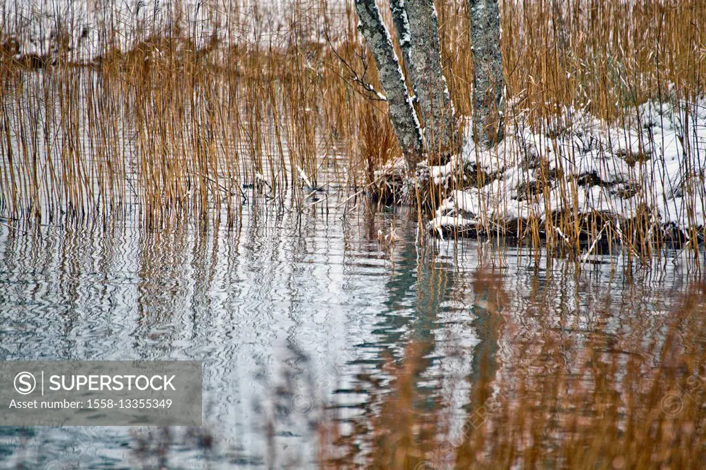 shore with reed and birch trunk