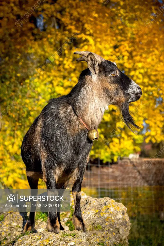 Goat in autumn, dwarf goat, billy goat, stone