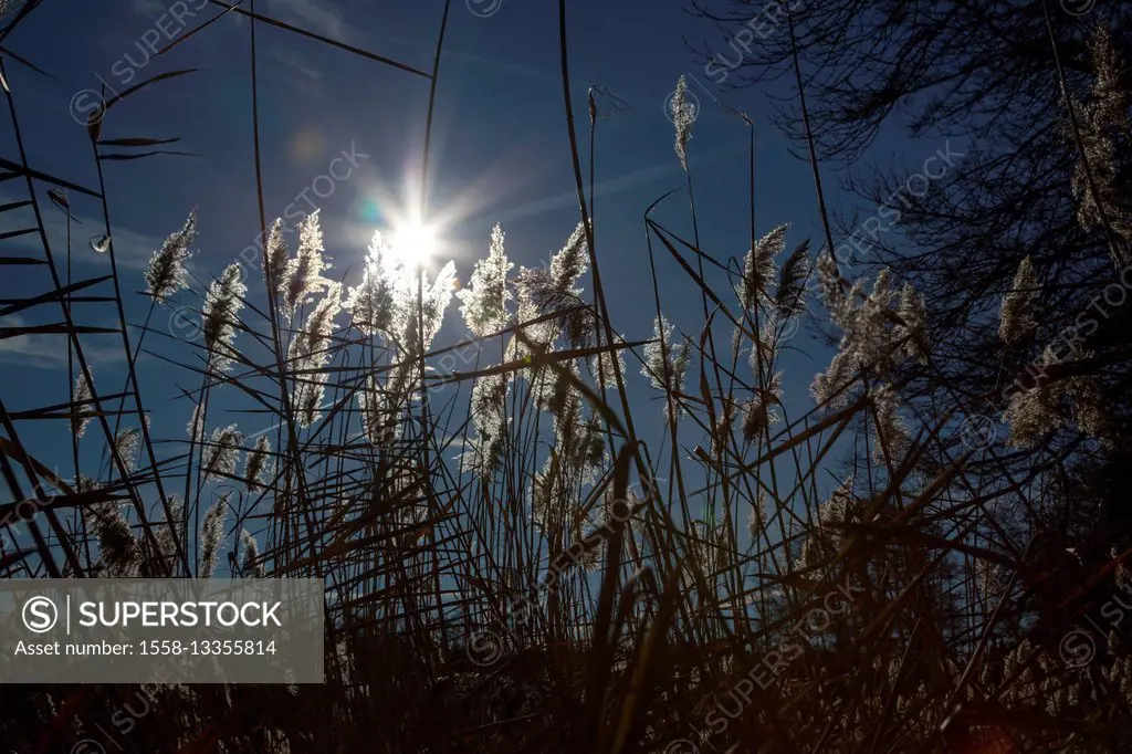 Reed in sun, nature, plant