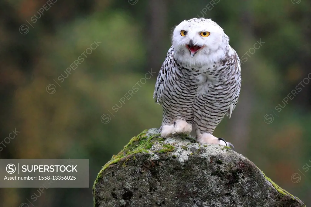 Snow owl is sitting on a stone, bubo scandiacus