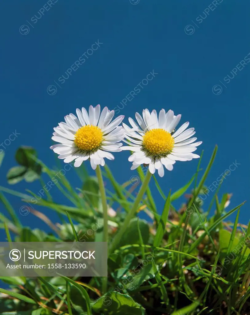Meadow, daisies, two, grass, plants, flowers, Bellis perennis, measurement-dear-little, composites, blooming, blooming, nature, flora, concept, in pai...