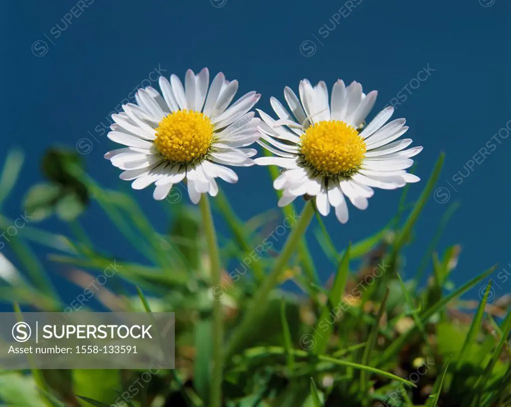Meadow, daisies, two, grass, plants, flowers, Bellis perennis, measurement-dear-little, composites, blooming, blooming, nature, flora, concept, in pai...