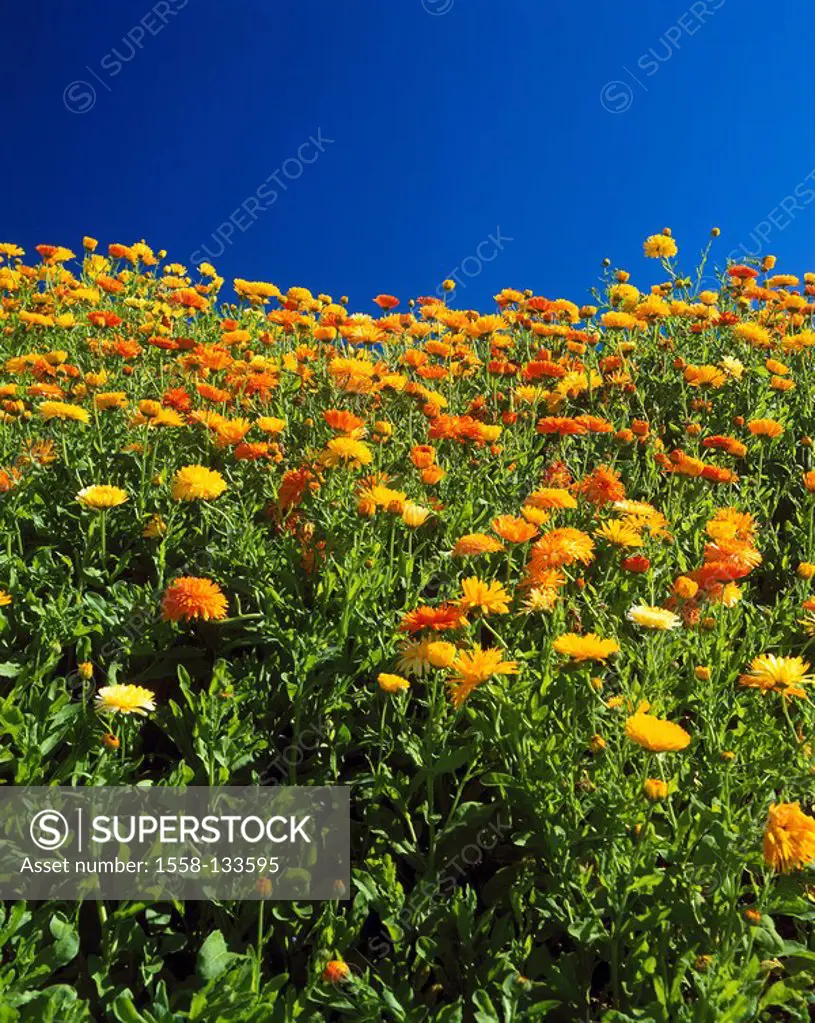 Ringlet-flowers, Calendula spec , blooming, garden, plants, ornamental plants, summer-flowers, is in store nature-remedy wildflower, meadow-flowers, g...
