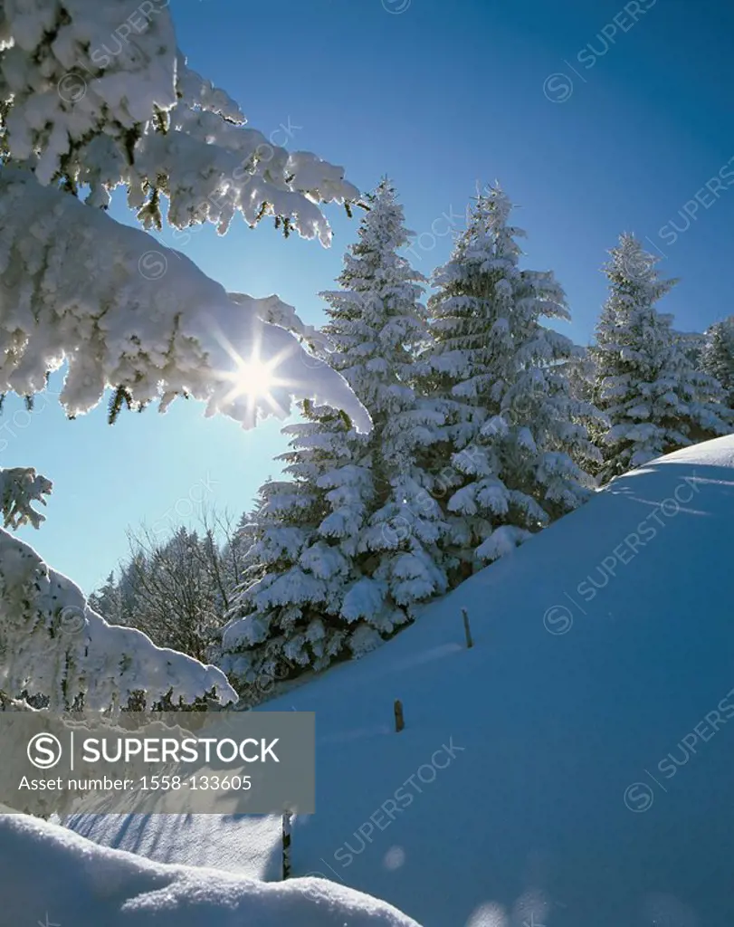 winter forest, detail, back light, landscape, mountain-forest, forest, needle-forest, conifers, snow-covered, snowed in, snow, cold, season, winter, s...