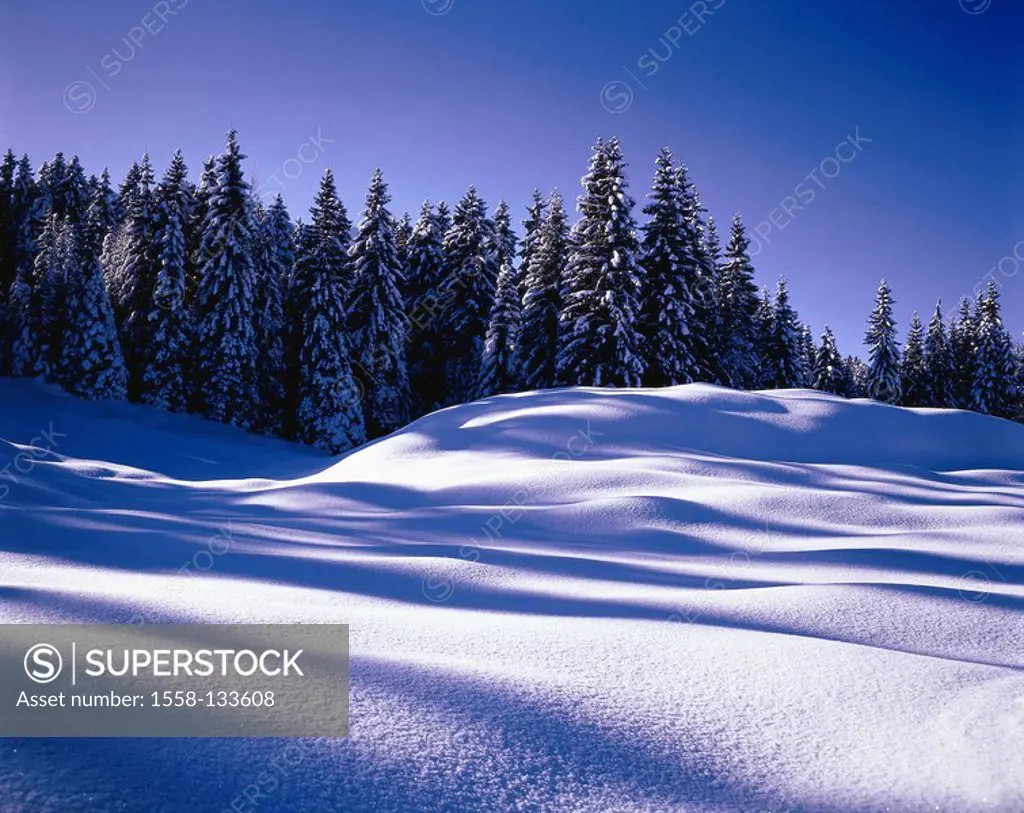 winter forest, snow-surface, landscape, forest, needle-forest, conifers, snow-covered, snowed in, snow, snow-surface, untouched, cold, season, winter,...