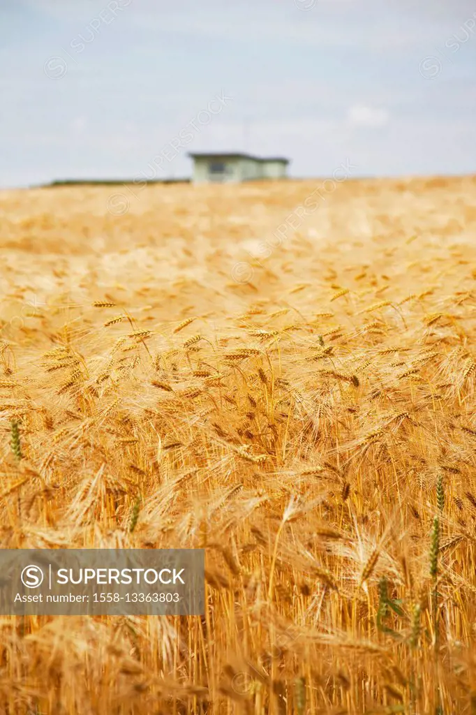 Grain, barley, grain field, summer, house