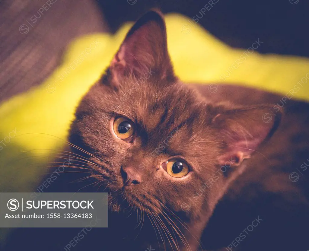 young British shorthair cat