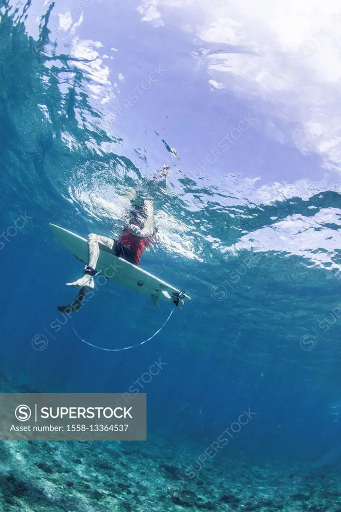 Surfer from shark's point of view