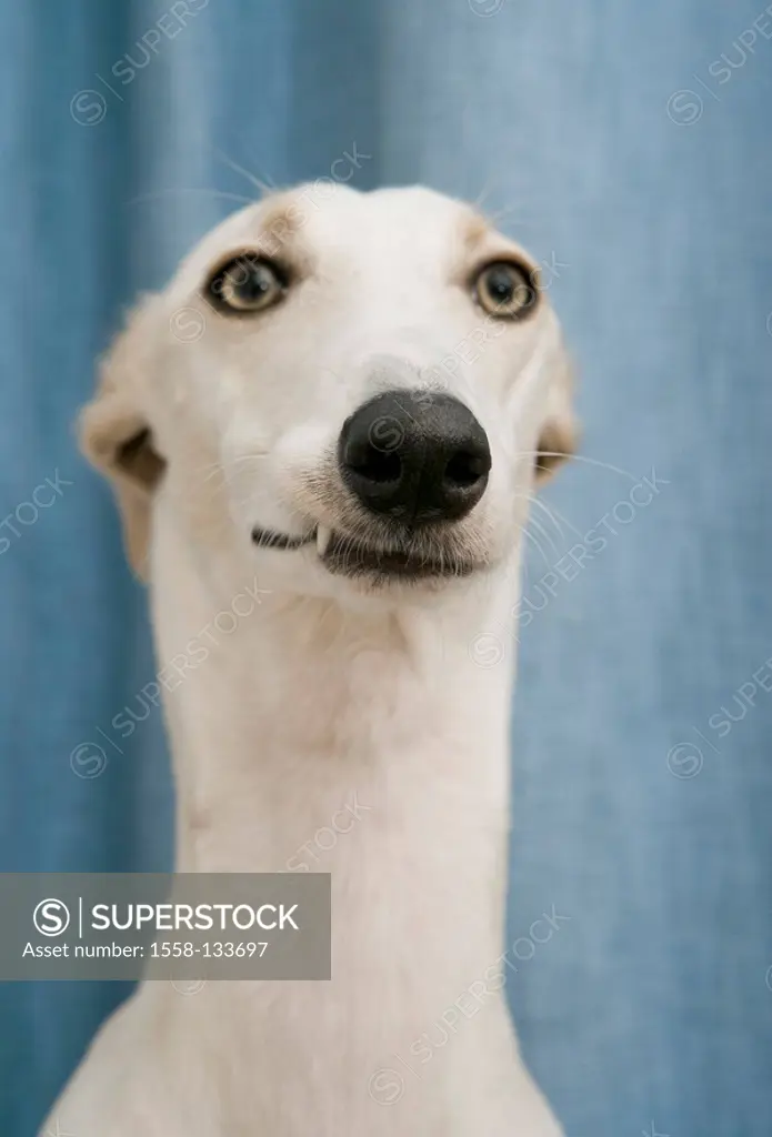Greyhound, portrait, series, animal, mammal, pet, dog, breed, race-dog, animal-portrait, white, light, beige, watching, camera, denture, tooth, narrow...