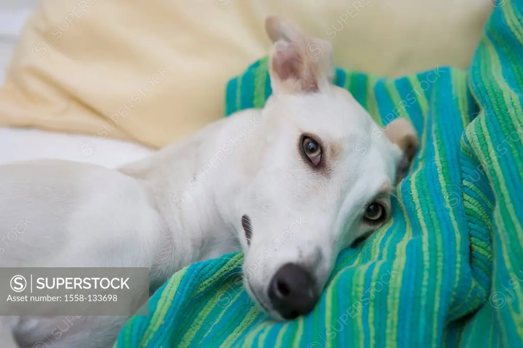 lies greyhound, pillows, portrait, series, animal mammal pet dog breed, race-dog, animal-portrait, white, light, beige, watching, camera, wearily, ine...