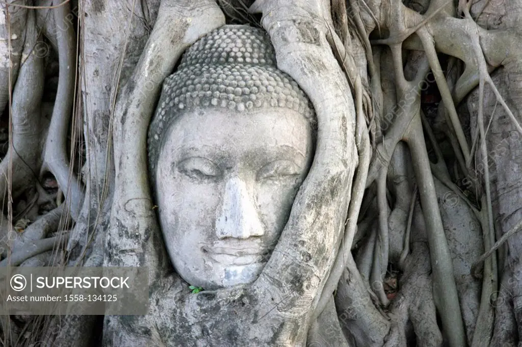 Thailand, Ayutthaya, wade Mahathat, statue of buddha, head, stone, tree, roots,