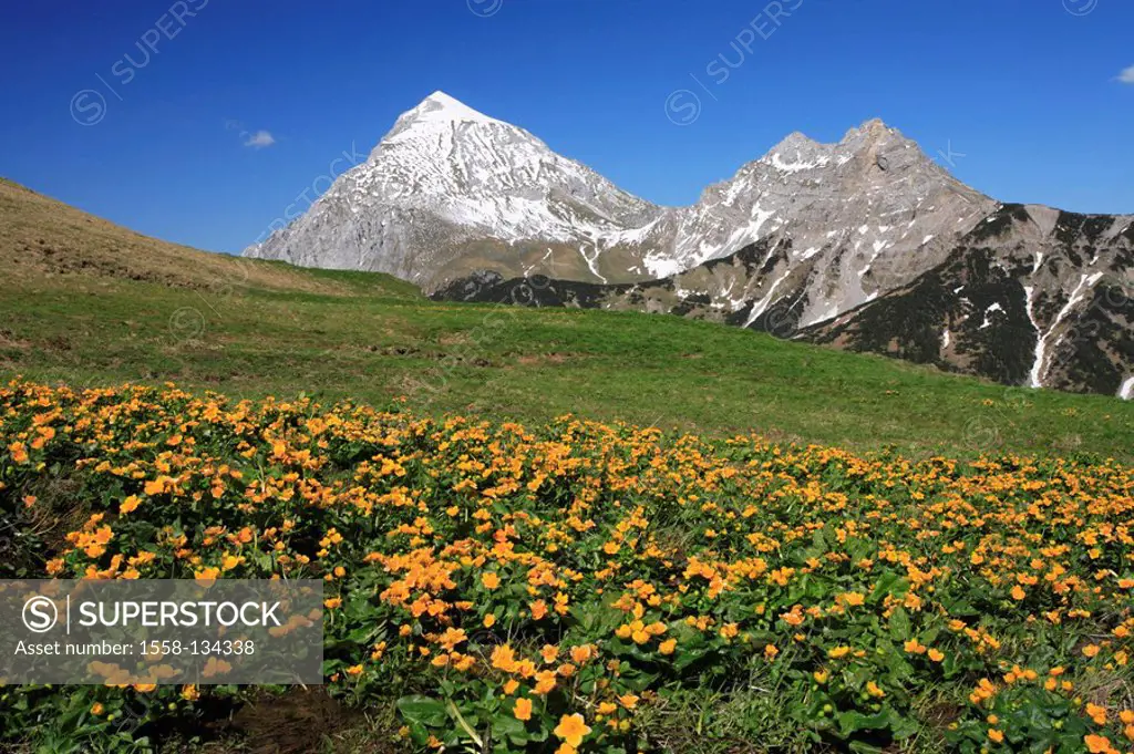 Austria, Tyrol, Karwendelgebirge, meadow, kingcups, Gamsjoch, Gumpen top, spring, Karwendel, mountains, mountains, Alps, mountain scenery, landscape, ...