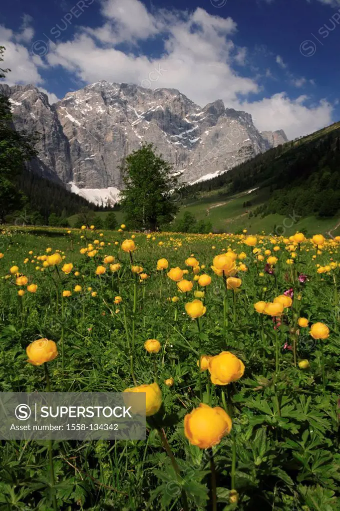 Austria, Tyrol, Karwendelgebirge, meadow, troll-flowers, Grubenkar top, narrow, Großer Ahornboden, spring, Karwendel, mountains, mountains, alpine veg...