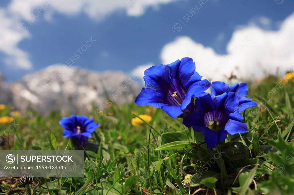 Austria, Tyrol, Karwendelgebirge, meadow, stemless gentian, Gentiana clusii, spring, Karwendel, mountains, mountains, Alps, alpine vegetation, vegetat...