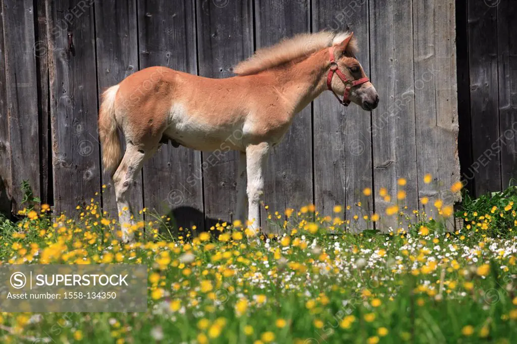 Austria, Tyrol, barn, summer-meadow, Haflingerfohlen, side-opinion, animals, mammals, horse, young, young, foals, halters, stands, mount, usefulness-a...