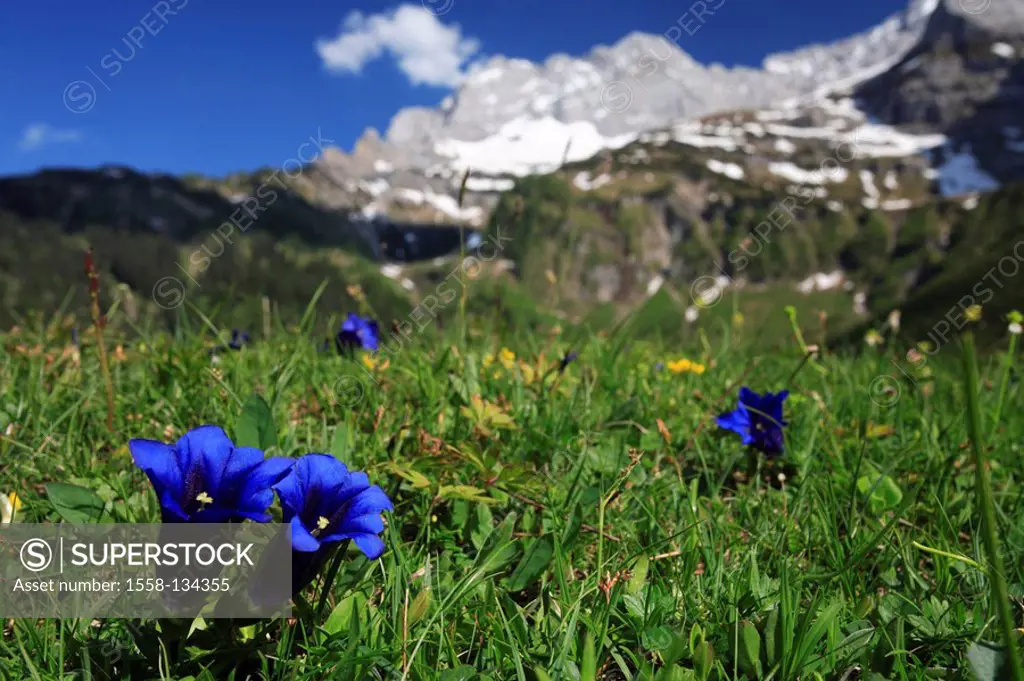 Austria, Tyrol, Karwendelgebirge, meadow, stemless gentian, Gentiana clusii, spring, Karwendel, mountains, mountains, mountain scenery, narrow, Alps a...