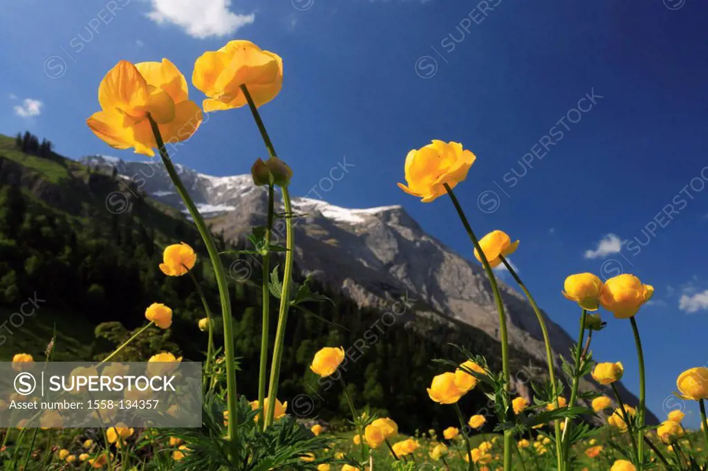 Austria, Tyrol, Karwendelgebirge, meadow, troll-flowers, Gamsjoch, narrow, Großer Ahornboden, spring, Karwendel, mountains, mountains, alpine vegetati...