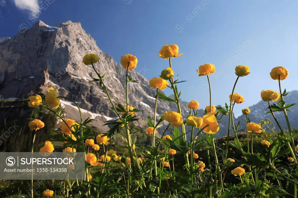 Austria, Tyrol, Karwendelgebirge, meadow, troll-flowers, Spritzkar top, narrow, Großer Ahornboden, spring, Karwendel, mountains, mountains, alpine veg...