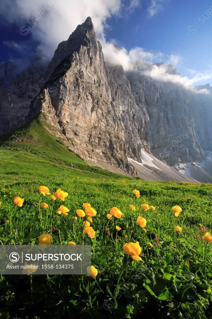 Austria, Tyrol, Karwendelgebirge, meadow, troll-flowers, Grubenkarpfeiler, Laliderer walls, dusk, spring, Karwendel, mountains, mountains, mountain-ma...
