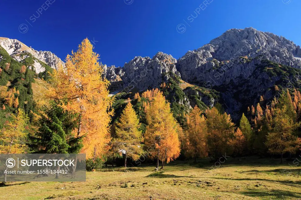 Austria, Tyrol, Karwendelgebirge, Eppzirler valley, mountain-forest, larches, autumn, Karwendel, Alps, mountain scenery, mountains, mountains, mountai...