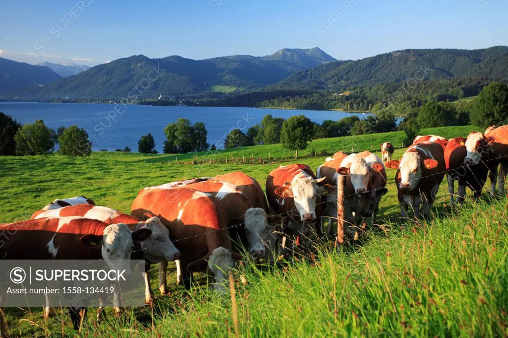 Germany, Bavaria, Tegernseer country, pasture, cows, Tegernsee, Mangfallgebirge, stag-mountain, summer, Upper Bavaria, agriculture, livestock-farming,...