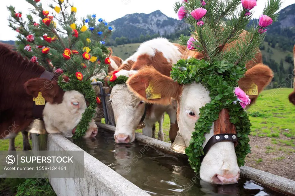 Germany, Bavaria, Mangfallgebirge, king-salmon, Almabtrieb, cows, decorated, Upper Bavaria drink rest, livestock-troughs, water, Alps Alm drift summer...