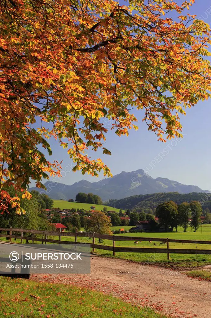 Germany, Bavaria, Miesbacher country, way, chestnut-tree, pasture, helix-stone, autumn, Upper Bavaria, Alps, helix-stone-region, mountains, mountains,...